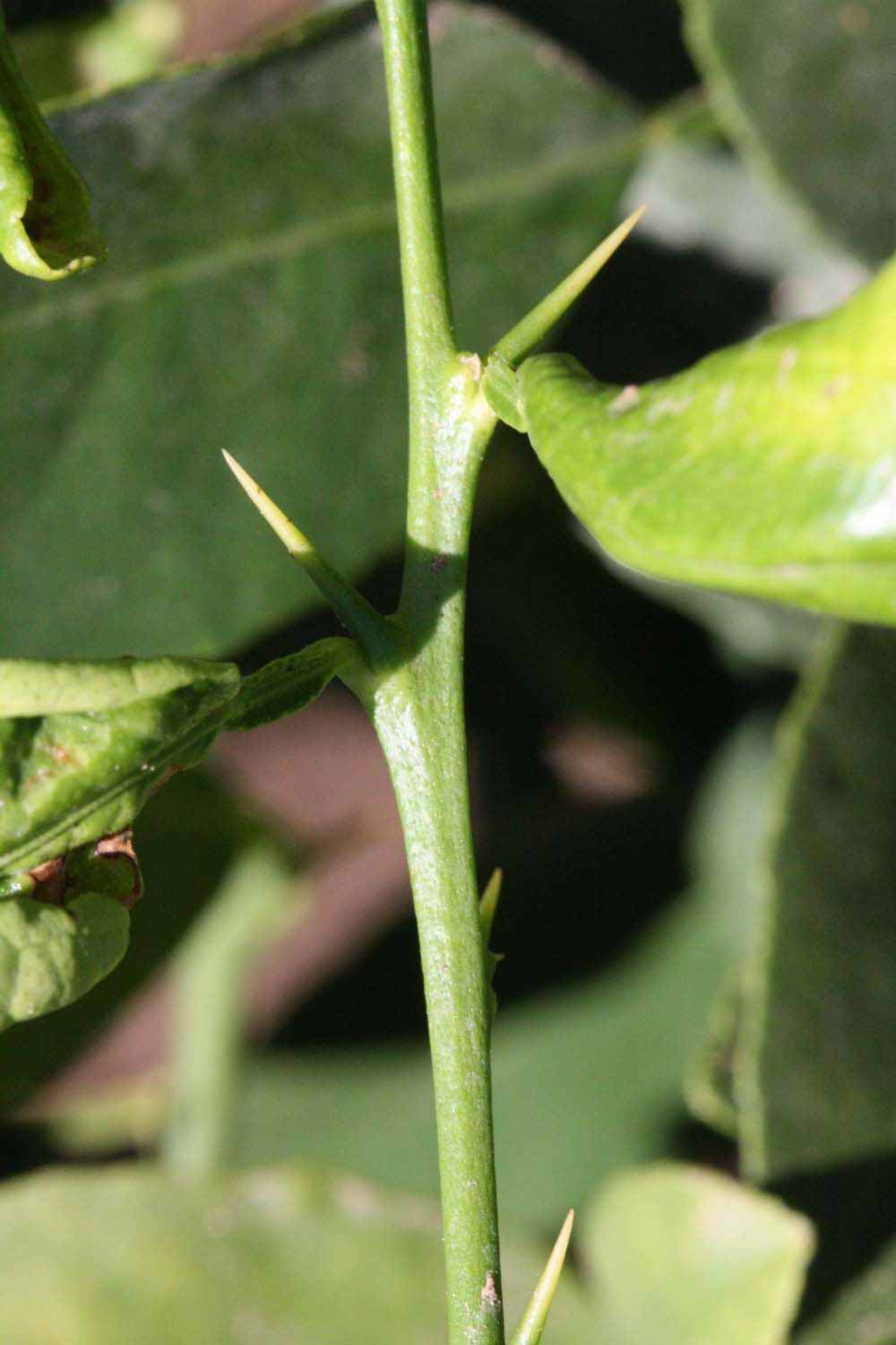            First year twig (Riverside, CA)   